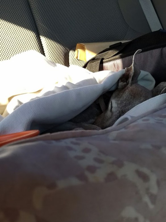 IMG_20170827_084626643